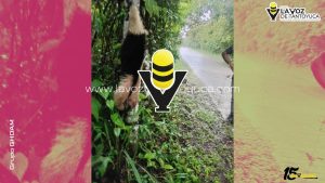 Encuentran oso hormiguero sin vida en carretera de Benito Juárez; especie se encuentra en peligro de extinción