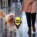 Humedad y lluvias: el ambiente ideal para infecciones de piel en perros y gatos, advierten especialistas