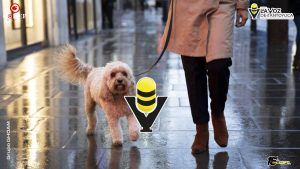 Humedad y lluvias: el ambiente ideal para infecciones de piel en perros y gatos, advierten especialistas
