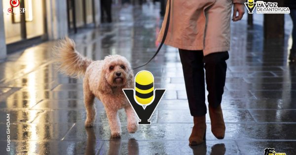 Humedad y lluvias: el ambiente ideal para infecciones de piel en perros y gatos, advierten especialistas