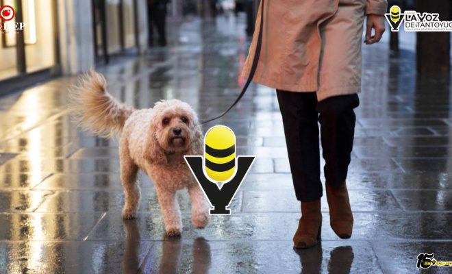 Humedad y lluvias: el ambiente ideal para infecciones de piel en perros y gatos, advierten especialistas