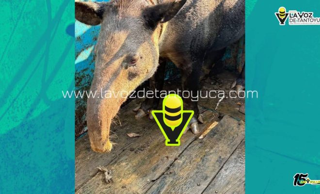 photo_5001272391954537228_y