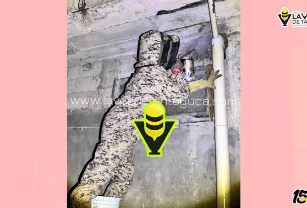 Protección Civil Municipal atiende reportes por enjambre de abejas en Colonias de Tantoyuca