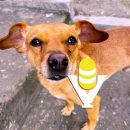 Impulsan en Xalapa el bienestar animal