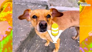 Impulsan en Xalapa el bienestar animal