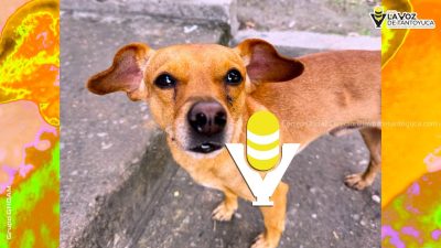 Impulsan en Xalapa el bienestar animal