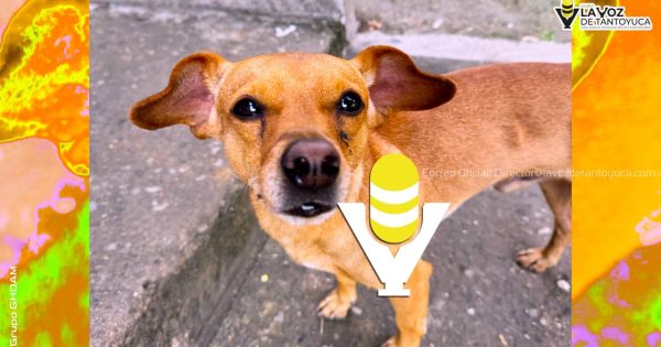 Impulsan en Xalapa el bienestar animal