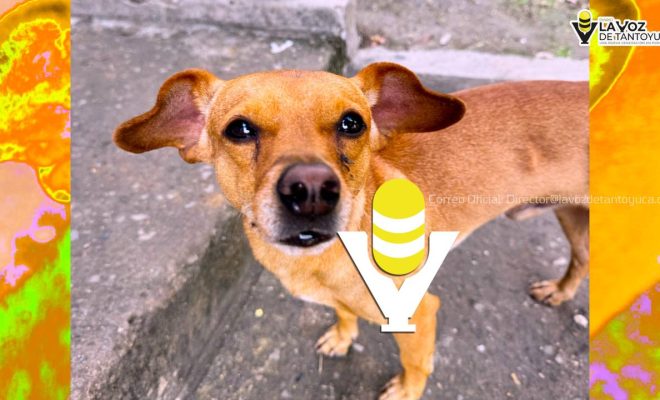 Impulsan en Xalapa el bienestar animal