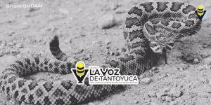 Muere bebé tras ser atacado por una víbora de cascabel 