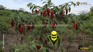 Investigación revela valor biocultural del Chile Seco en Tantoyuca