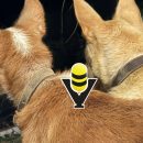 Senado aprueba Ley General de Bienestar, Cuidado y Protección de los Animales