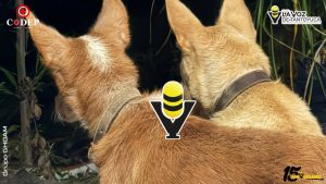 Senado aprueba Ley General de Bienestar, Cuidado y Protección de los Animales
