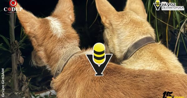 Senado aprueba Ley General de Bienestar, Cuidado y Protección de los Animales