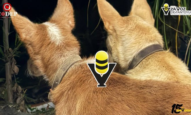 Senado aprueba Ley General de Bienestar, Cuidado y Protección de los Animales