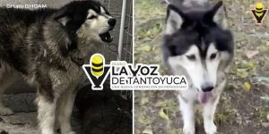 Denuncian a dos periodistas penalmente luego de recatar a un perrito en condiciones de abandono
