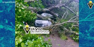 ¡Pasajeros se salvan de morir aplastados!; cae árbol sobre una combi