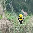 Piden proteger a venados tras avistamiento en Huejutla