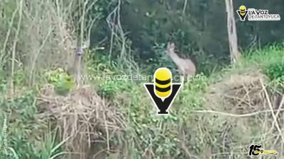 Piden proteger a venados tras avistamiento en Huejutla