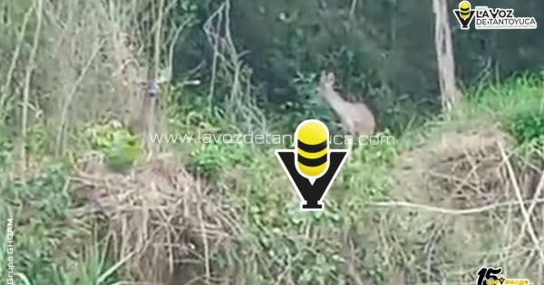 Piden proteger a venados tras avistamiento en Huejutla