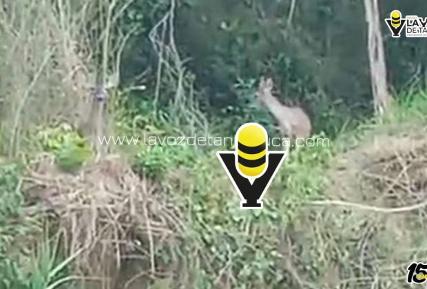 Piden proteger a venados tras avistamiento en Huejutla