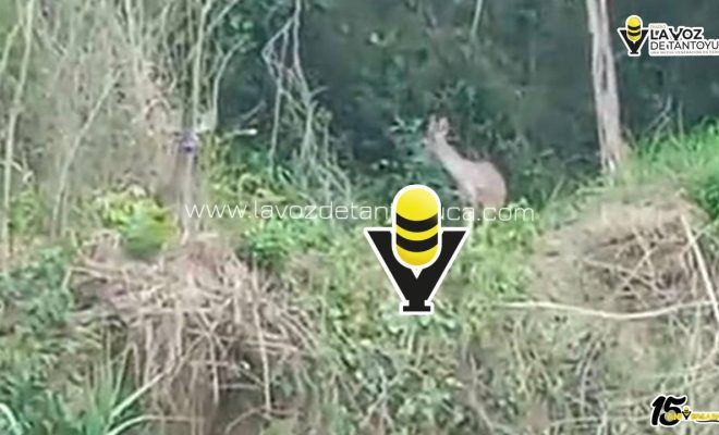 Piden proteger a venados tras avistamiento en Huejutla