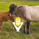 Emiten alerta en Tantoyuca por casos de gusano barrenador en ganado