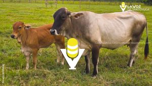 Emiten alerta en Tantoyuca por casos de gusano barrenador en ganado