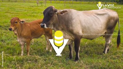 Emiten alerta en Tantoyuca por casos de gusano barrenador en ganado