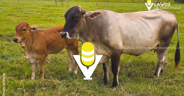 Emiten alerta en Tantoyuca por casos de gusano barrenador en ganado