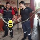 Capturan culebra de casi dos metros en una casa, en Huejutla