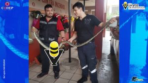 Capturan culebra de casi dos metros en una casa, en Huejutla 