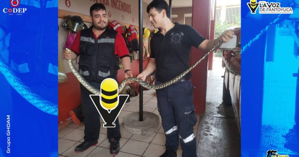 Capturan culebra de casi dos metros en una casa, en Huejutla