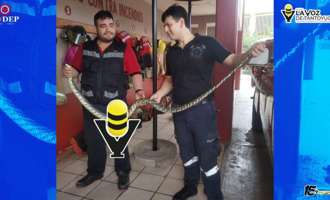 Capturan culebra de casi dos metros en una casa, en Huejutla
