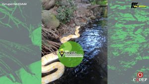 Alertan por serpiente exótica extraviada de un circo en San Rafael; ofrecen recompensa