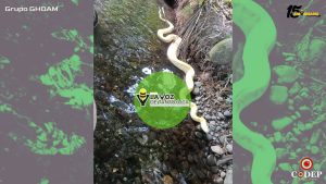 Alertan por serpiente exótica extraviada de un circo en San Rafael; ofrecen recompensa