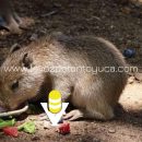 Muere uno de los capibaras del Zoológico de Tamatán, en Ciudad Victoria