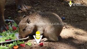 Muere uno de los capibaras del Zoológico de Tamatán, en Ciudad Victoria