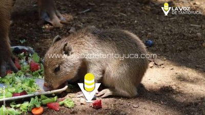 Muere uno de los capibaras del Zoológico de Tamatán, en Ciudad Victoria