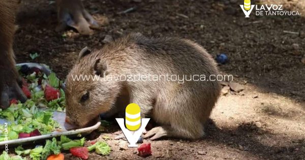 Muere uno de los capibaras del Zoológico de Tamatán, en Ciudad Victoria