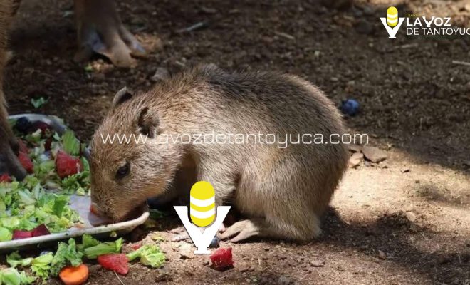 Muere uno de los capibaras del Zoológico de Tamatán, en Ciudad Victoria