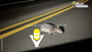 Localizan sin vida a extraño animal en Papantla