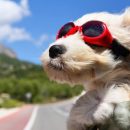 ¡Adiós, perritos! Esta es la MULTA por conducir acompañado de tu mascota en Veracruz