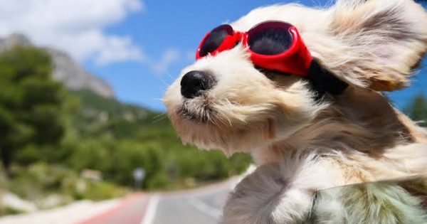 ¡Adiós, perritos! Esta es la MULTA por conducir acompañado de tu mascota en Veracruz
