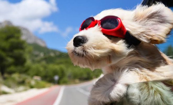 ¡Adiós, perritos! Esta es la MULTA por conducir acompañado de tu mascota en Veracruz