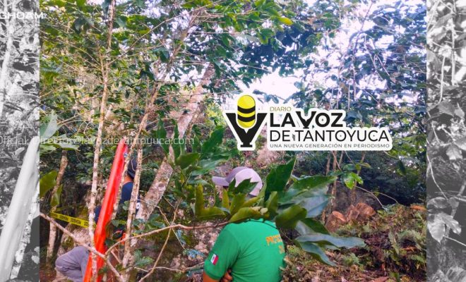 Localizan sin vida a menor en un cafetal