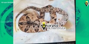 Serpientes venenosas atacan a 2 jóvenes en Jaltocán y Huejutla 
