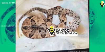 Serpientes venenosas atacan a 2 jóvenes en Jaltocán y Huejutla