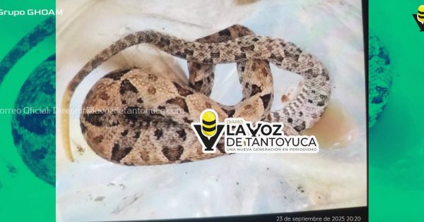 Serpientes venenosas atacan a 2 jóvenes en Jaltocán y Huejutla