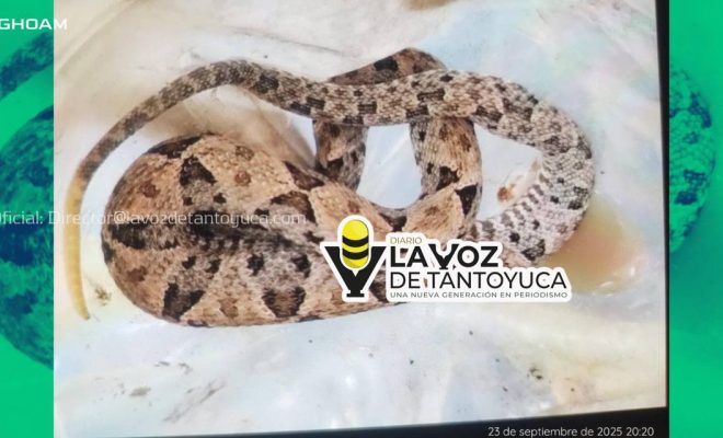 Serpientes venenosas atacan a 2 jóvenes en Jaltocán y Huejutla