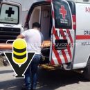 Pitbull agrede a vendedora en el centro de Huejutla